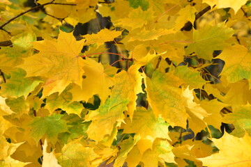 Close-up of vibrant yellow maple leaves in autumn background wallpaper