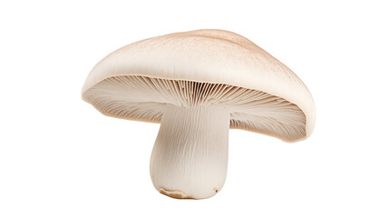 Fresh champignon mushroom isolated on transparent background shows the gills and form of this tasty ingredient