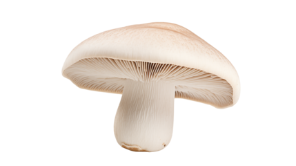 Fresh champignon mushroom isolated on transparent background shows the gills and form of this tasty ingredient