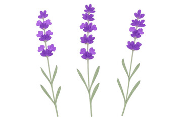 Naklejka premium Illustration featuring three lavender flowers on a transparent background, ideal for various design projects