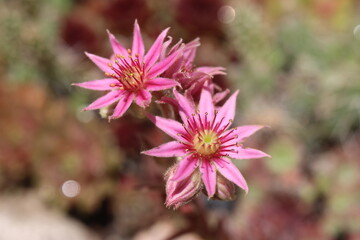 Fototapeta premium Sempervivum Illusion rojnik