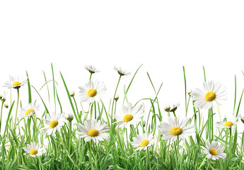Fototapeta premium Beautiful spring border with green grass and daisies on a white background, detailed illustration, high-resolution, professional photograph. 