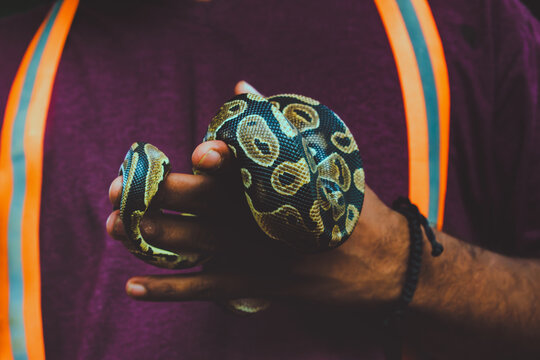 Close-up of a person gently holding a Python regius in India.  Warm, intimate composition.