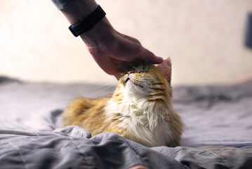 A man is stroking a cat lying on the bed.	