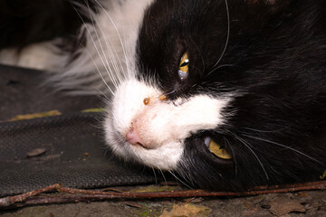 A cat with eye disease, tears and pus from the eye.