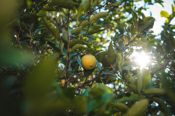 Beautiful Fruits on Sunlit trees