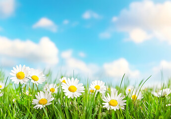 Beautiful spring landscape with a blue sky, green grass, and daisies on a sunny day. Spring background with copy space for text or design. 