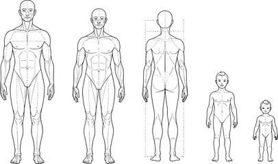Human anatomy vector illustration showing male front and back view, child and baby development stages, medical reference, body proportions chart. flat vector illustration