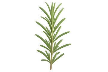 Fototapeta premium Realistic 3d rendering of a sprig of fresh rosemary, isolated on a transparent background, perfect for food and cooking projects