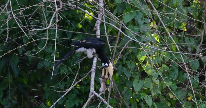 Resting for awhile, an Oriental Pied Hornbill Anthracoceros albirostris dangles a dead mouse with its beak as it perches on a tree in a national park in Thailand.