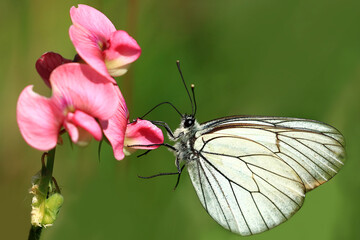 Butterfly on flower, macro photography