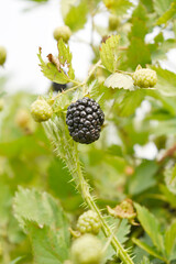 Natural food - fresh ripe blackberries in a garden. Bunch of ripe blackberry fruit - Rubus...