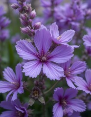 Obraz premium purple flowers in the garden