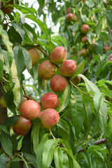 Fresh Ripe nectarine fruits on a tree branch with leaves closeup, A bunch of ripe nectarine, Ripe...