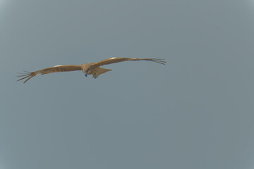 Bird of Prey Gliding in the Sky