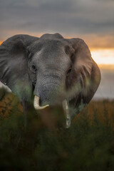 Elephant portrait wallpaper © JayantaGuha