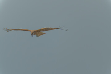 Bird of Prey Gliding in the Sky