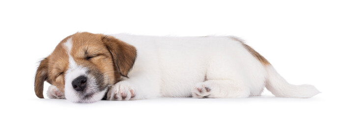 Cute Jack Russell dog puppy, laying down side ways. Eyes closed, fast asleep. Isolated on a white...
