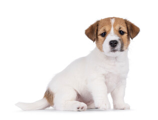 Cute Jack Russell dog puppy, sitting up side ways. Looking straight to camera. Isolated on a white background.
