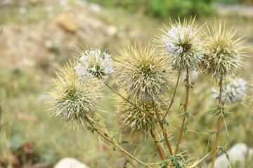 Echinops sphaerocephalus, Echinops sphaerocephalus known as Great Globe Thistle or Pale Globe Thistle, A summer plant in the wild in a meadow, Wild flower with thorns and spines bloomed