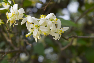 Blossoming orange tree flowers, orange blossoms, Spring harvest, closeup of Orange tree branches...