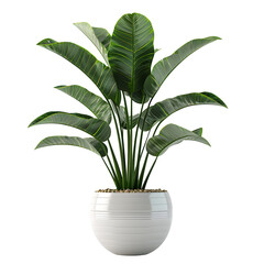 Decorative Potted Plant with Dense Foliage in Modern Pot Isolated on Transparent or White Background, PNG