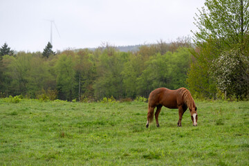 Obraz premium A quarter horse in a field with a wind turbine in the background