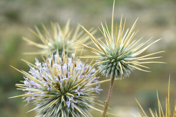 Obraz premium Echinops sphaerocephalus, Echinops sphaerocephalus known as Great Globe Thistle or Pale Globe Thistle, A summer plant in the wild in a meadow, Wild flower with thorns and spines bloomed
