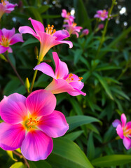 K&uuml;nstlerische Makroaufnahme einer rosa Bl&uuml;te mit Tropfen