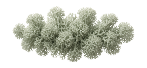 Fruticose lichen with dense, tufted clusters and a light grayish-green tone