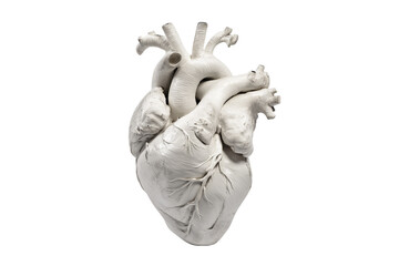 Anatomical heart model  isolated on white background