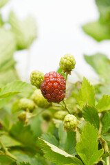 Natural food - fresh unripe blackberries in a garden. Bunch of unripe blackberry fruit, Rubus...
