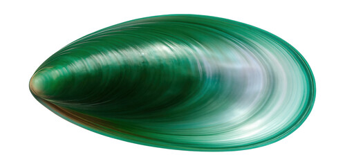 Asian green mussel shell with smooth, glossy surface and bright green coloration