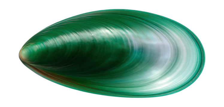 Asian green mussel shell with smooth, glossy surface and bright green coloration