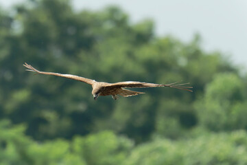 Bird of Prey Gliding in the Sky