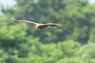 Black kite is flying