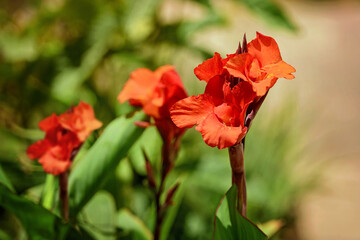 Obraz premium Close-up of vivid red Canna Lily flowers blooming in a sunny summer garden. Soft bokeh and green foliage in the background highlight the rich color and petal texture.