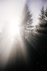 Sonnenstrahlen brechen durch Nadelbäume im nebligen Wald
