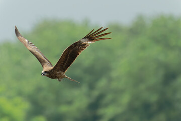 Black kite is flying