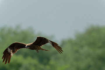Bird of Prey Gliding in the Sky