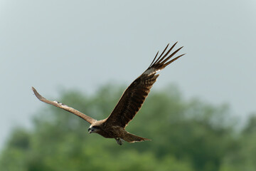 Black kite is flying
