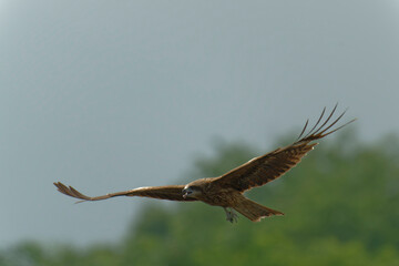 Black kite is flying