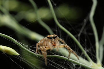 A close-up photograph a jumping spider, Plexippus paykulli, perched on its silk thread and nearby vegetation.Spider is characterized by its large, forward-facing eyes arranged in a distinctive pattern