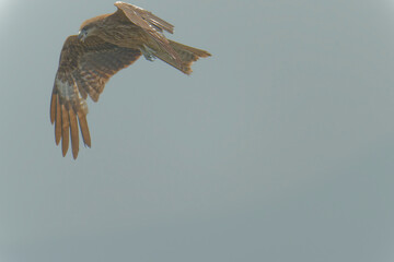 Bird of Prey Gliding in the Sky