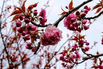 Close-up of a Cherry Blossom in Bloom