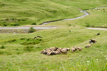 Wake of vulture feeding in a meadow