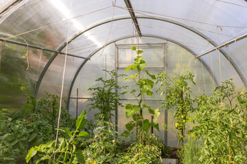 Interior of greenhouse with growing tomato and cucumber plants tied to support strings. Organic...