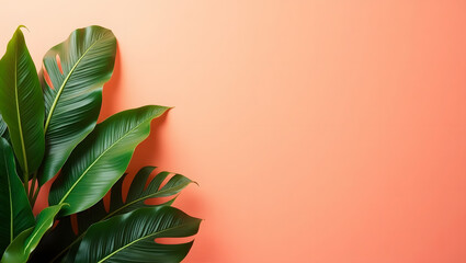 Green tropical palm leaves on white background, Monstera