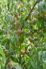 Fresh Ripe nectarine fruits on a tree branch with leaves closeup, A bunch of ripe nectarine, Ripe...