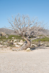 Textured Old Tree in Rural Greece - Dry Wood and Natural Mediterranean Scenery